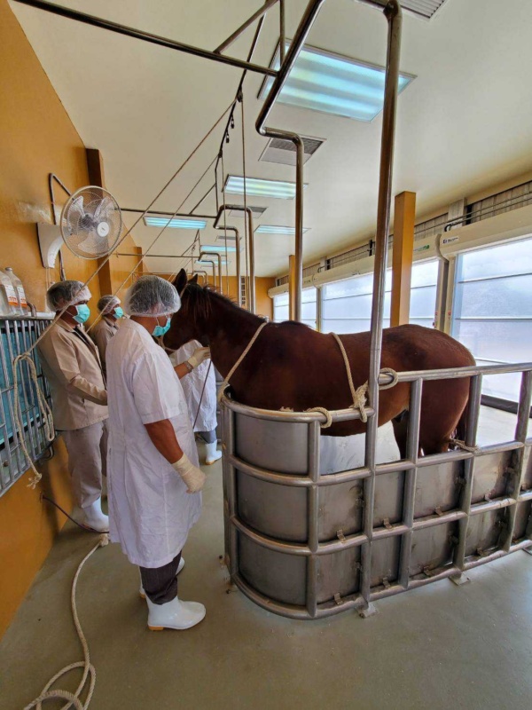 สถานีเพาะเลี้ยงม้า