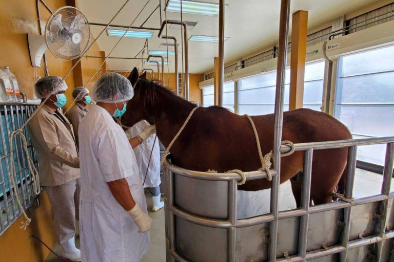 สถานีเพาะเลี้ยงม้า