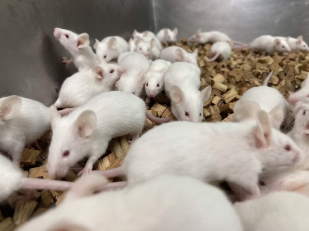 สถานีเพาะเลี้ยงม้า