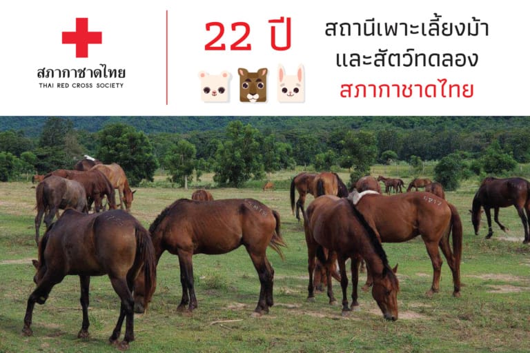 22 สถานีเพาะเลี้ยงม้าและสัตว์ทดลอง -08
