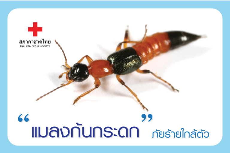 หน้าเปิด – 2 แมลงก้นกระดก ภัยร้ายใกล้ตัว-01